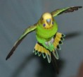/album/galleria-fotografica/budgieflying-jpg/